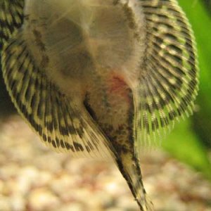 Fish2.jpg