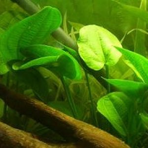 Plant3.jpg