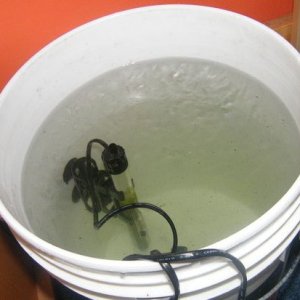 Bucket_Hatchery_2.jpg