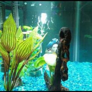 fish_tank_2.jpeg