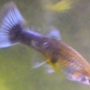 Guppy_Fem.jpg