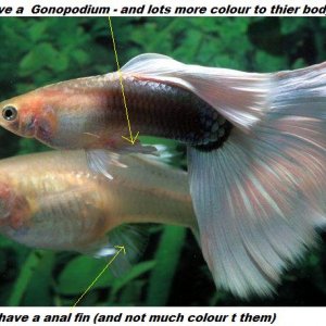 guppy3.jpg