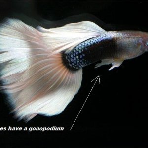 guppy8.jpg