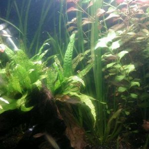 Planted_tank_4.JPG