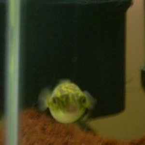 front_puffer.JPG