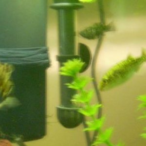 puffer_and_lionfish.JPG