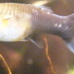 Guppy.jpg