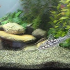 IMG_0115.JPG