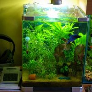 basils_home.jpg