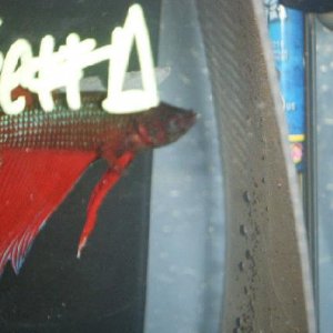 DSCF2236.jpg