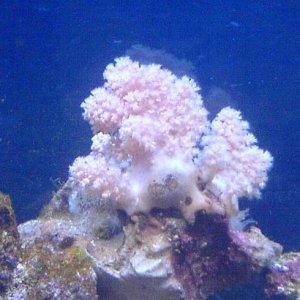 pinkcoral2.JPG