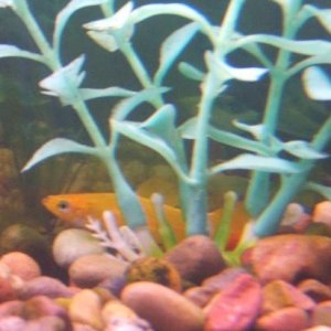fish1.jpg