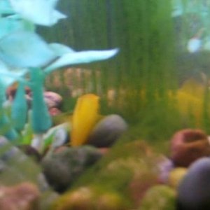 fish2.jpg