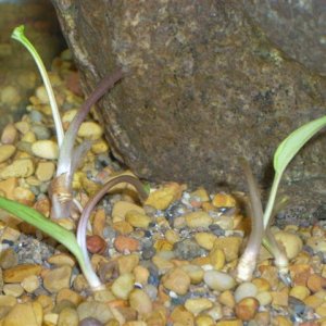 Pellia_006__Small_.jpg