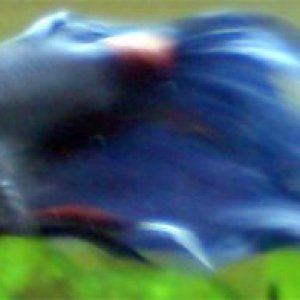 tom01.jpg