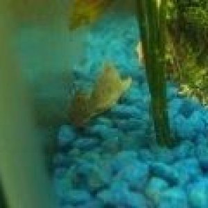 pleco_cory.jpg
