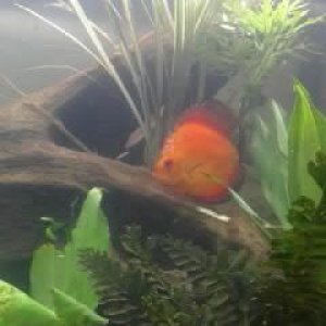 Discus_.jpg