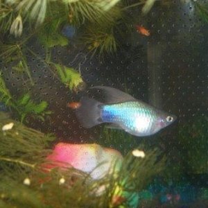 blue_platy.jpg