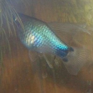 blue_platy_2.jpg