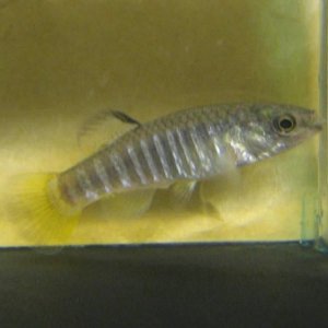 fasciatus_1_tdc.JPG