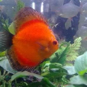 1_discus.jpg
