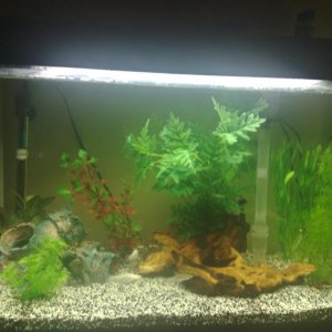 tank1.JPG
