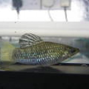 Limia_Perugiae.jpg