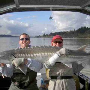 Sturgeon2.JPG