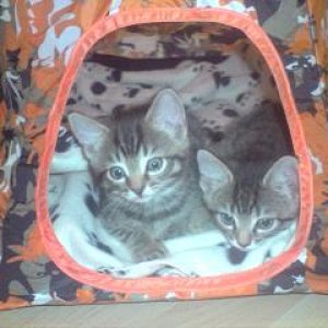 Camping_kittens.jpg