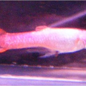allpink2.jpg