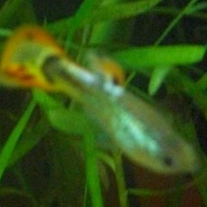 Guppy_Fry_3.jpg