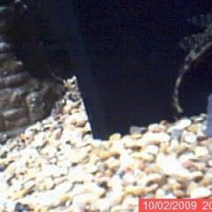 pleco1.jpg