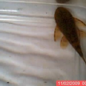 plec10.jpg
