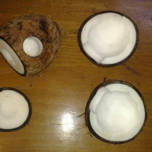Coconut1.jpg