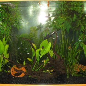 Fish_Tank.jpg