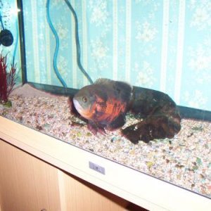 Osc_in_new_tank.JPG