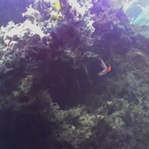 fishtank_1.jpg