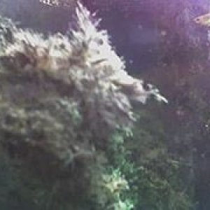 fishtank_3.jpg