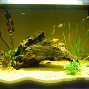 Tank_Resized.JPG