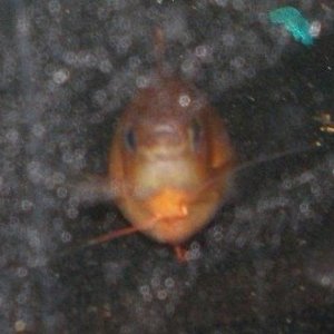 fish_004.jpg
