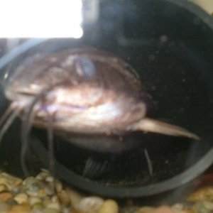 jaws2.JPG
