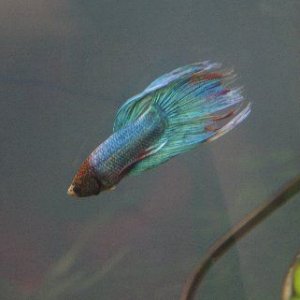 fish.jpg
