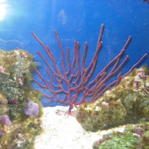 newcoral.jpg