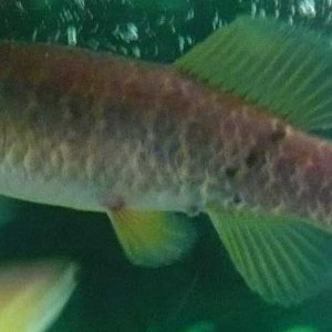pondminnow.jpg