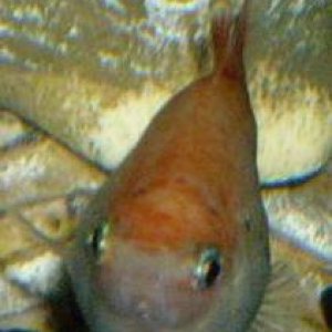 platy_0031.jpg