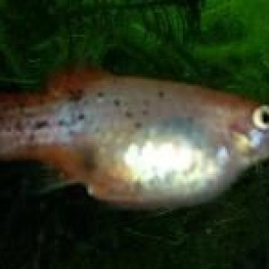 platy21.jpg