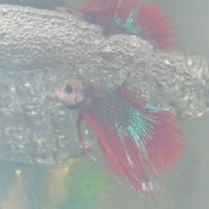 nest3.JPG