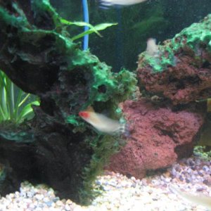Algae1.jpg