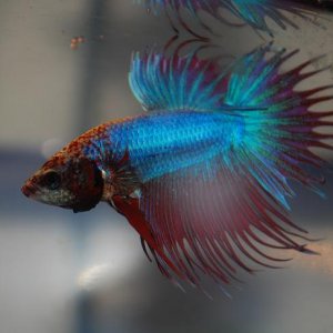 betta01.JPG