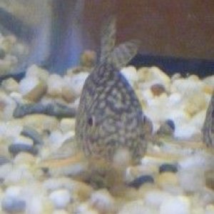 cory_pic_2.jpg